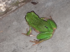 Gastrotheca