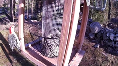 Melanerpes carolinus