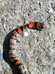 Lampropeltis micropholis