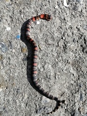 Lampropeltis micropholis