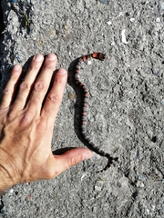 Lampropeltis micropholis