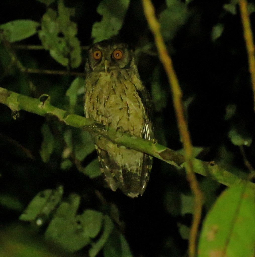 Tawny-bellied Screech-Owl (Austral)