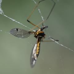 Tipula californica