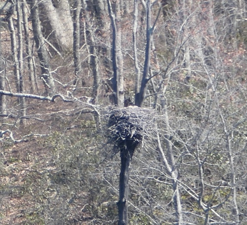Great Horned Owl photographed in Connecticut