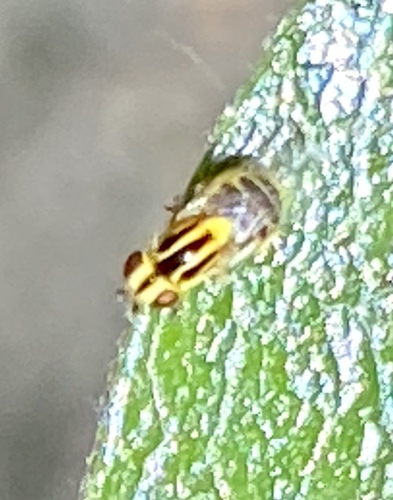 iNaturalist observation photo of Thaumatomyia