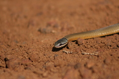 Elapognathus coronatus