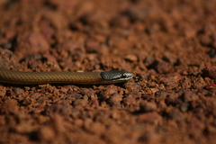 Elapognathus coronatus