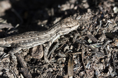 Liolaemus chacoensis