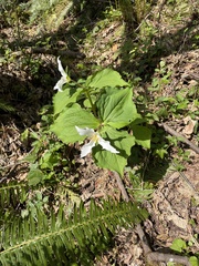 Trillium ovatum