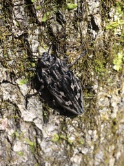 Chalcophora virginiensis