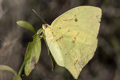 Phoebis neocypris