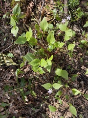 Claytonia sibirica