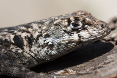 Tropidurus etheridgei