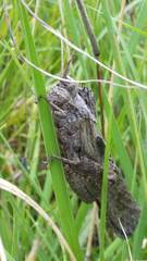 Lobosceliana