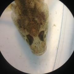 Gobiomorphus cotidianus