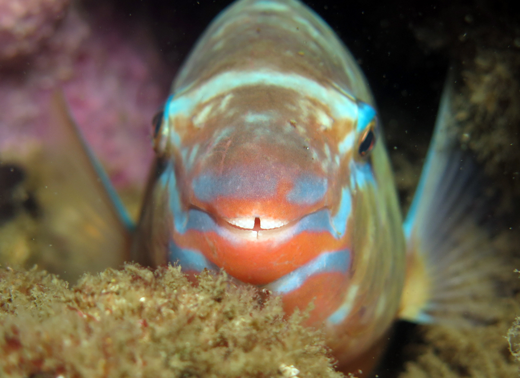 Photo of Blue-barred parrotfish (Eastern Pacific) (Scarus ghobban)
