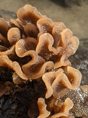 Pherusella brevituba