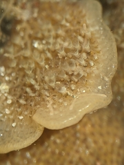 Pherusella brevituba