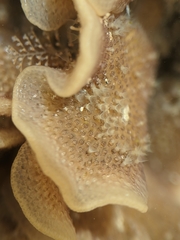 Pherusella brevituba