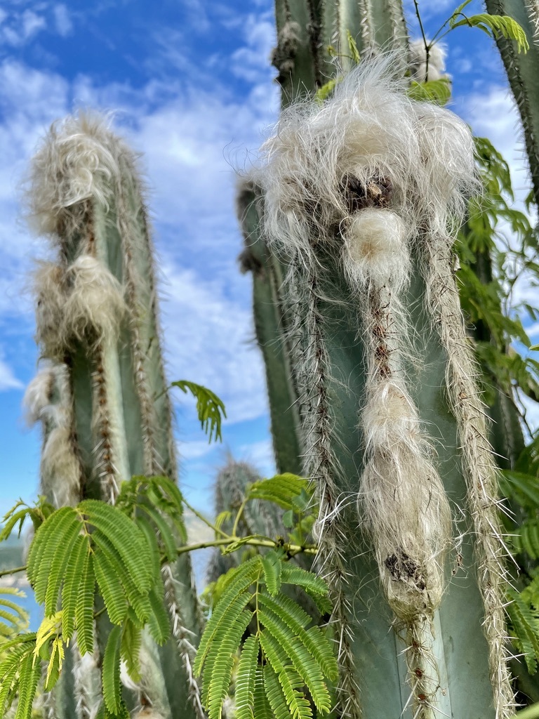 Pilosocereus ulei