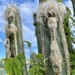 Pilosocereus ulei - Photo (c) Maria A. Villalobos H., some rights reserved (CC BY-NC), uploaded by Maria A. Villalobos H.