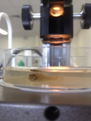 Gobiomorphus cotidianus