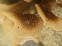 Pherusella brevituba