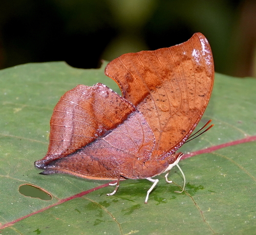 Zaretis elianahenrichae