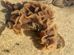 Pherusella brevituba