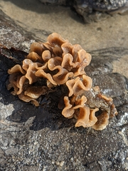 Pherusella brevituba