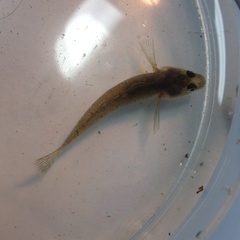 Gobiomorphus cotidianus