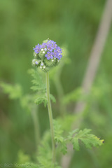 Phacelia congesta
