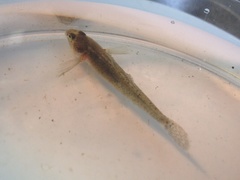 Gobiomorphus cotidianus