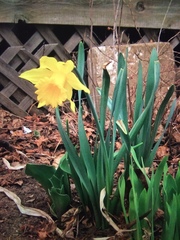 Narcissus pseudonarcissus pseudonarcissus