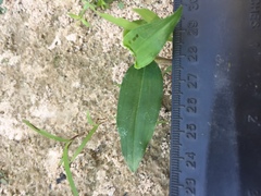 Commelina diffusa diffusa