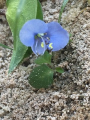 Commelina diffusa diffusa