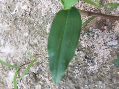 Commelina diffusa diffusa