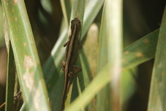 Anolis sagrei