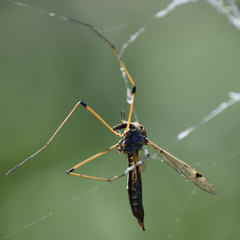 Tipula californica