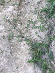 Commelina diffusa diffusa