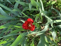 Tulipa
