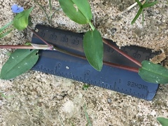 Commelina diffusa diffusa