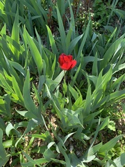 Tulipa