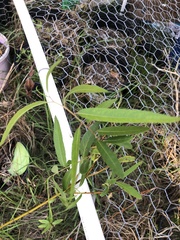 Asimina angustifolia