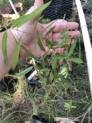 Asimina angustifolia