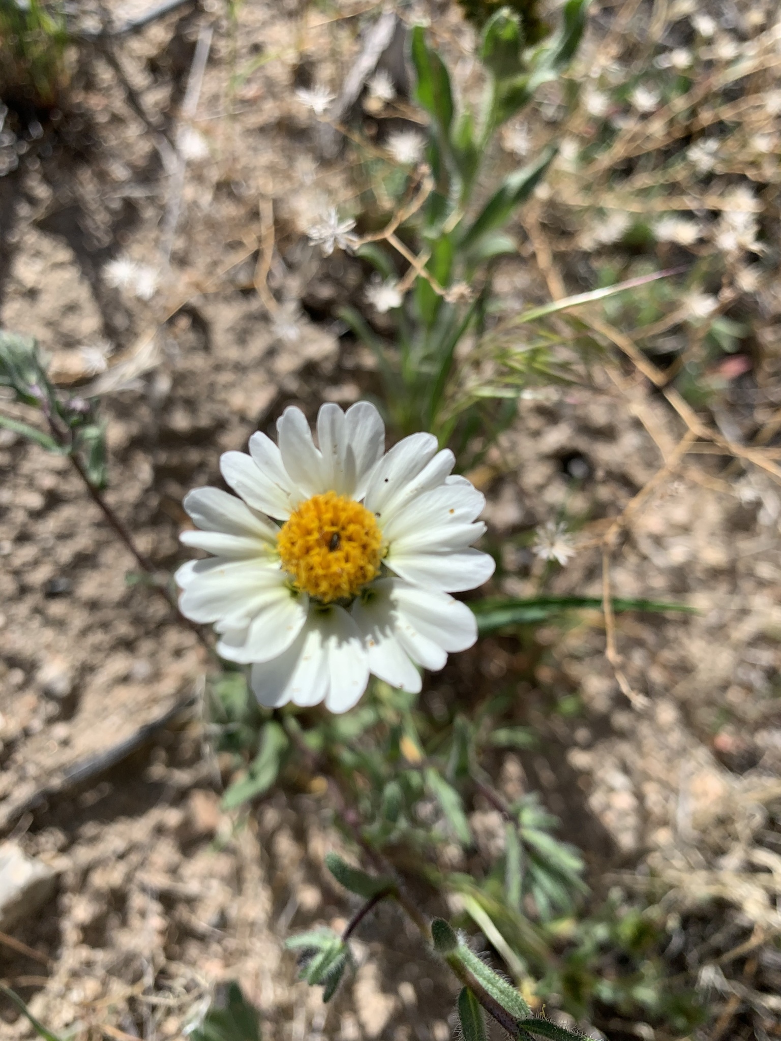 Layia glandulosa