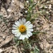 Whitedaisy Tidytips - Photo (c) Leah Gardner, some rights reserved (CC BY-NC), uploaded by Leah Gardner