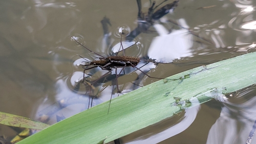 Common water strider