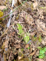 Claopodium bolanderi