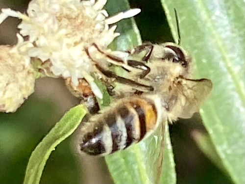 iNaturalist observation photo of Western Honey Bee